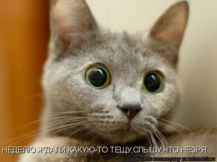 НЕДЕЛЮ ЖДАЛИ КАКУЮ-ТО ТЕЩУ,СЛЫШУ,ЧТО НЕЗРЯ...... Котоматрица: НЕДЕЛЮ ЖДАЛИ КАКУЮ-ТО ТЕЩУ,СЛЫШУ,ЧТО НЕЗРЯ...