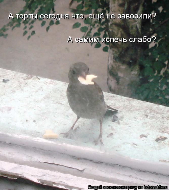 А самим испечь слабо? А торты сегодня что, ещё не завозили?... Котоматрица: А самим испечь слабо? А торты сегодня что, ещё не завозили?