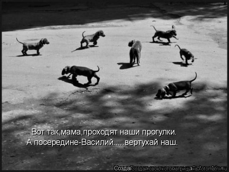 Вот так,мама,проходят наши прогулки. А посередине-Василий.....вертухай наш.... Котоматрица: Вот так,мама,проходят наши прогулки. А посередине-Василий.....вертухай наш.