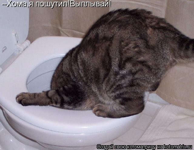 --Хома,я пошутил!Выплывай!... Котоматрица: --Хома,я пошутил!Выплывай!