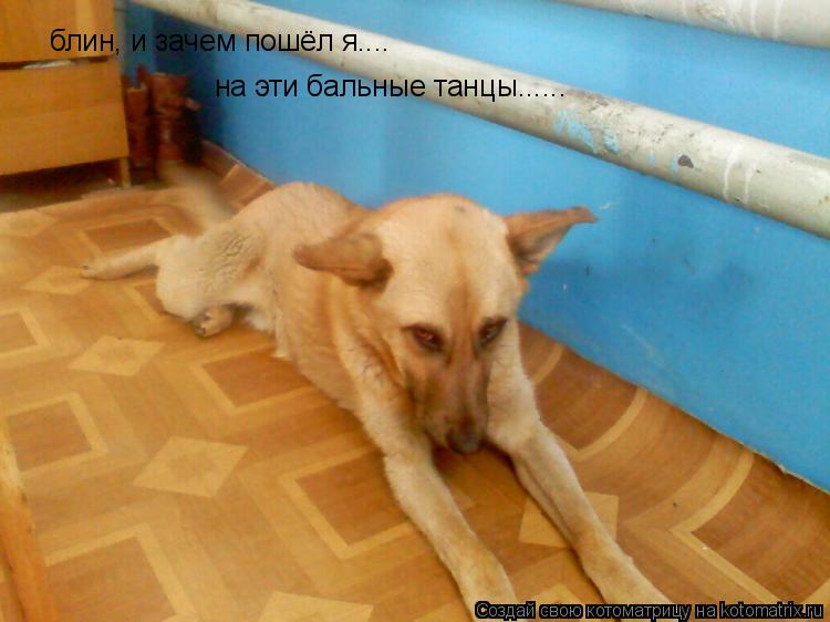 блин, и зачем пошёл я.... на эти бальные танцы......... Котоматрица: блин, и зачем пошёл я.... на эти бальные танцы......