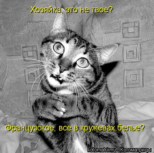 Хозяйка, это не твое? Французское, все в кружевах белье?... Котоматрица: Хозяйка, это не твое? Французское, все в кружевах белье?