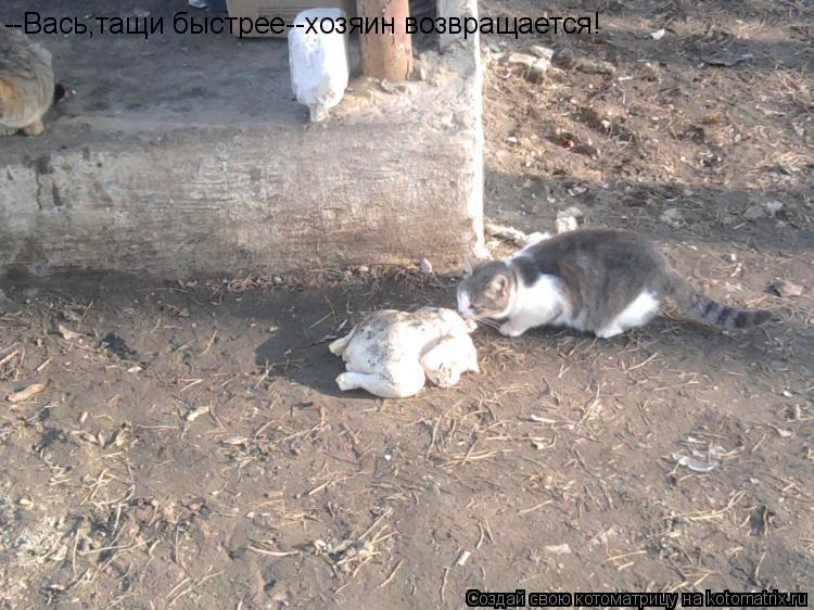 --Вась,тащи быстрее--хозяин возвращается!... Котоматрица: --Вась,тащи быстрее--хозяин возвращается!