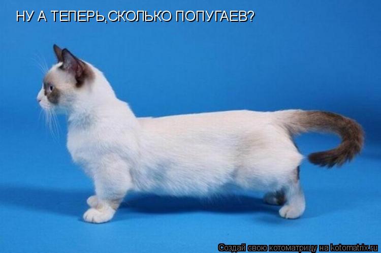 НУ А ТЕПЕРЬ,СКОЛЬКО ПОПУГАЕВ?... Котоматрица: НУ А ТЕПЕРЬ,СКОЛЬКО ПОПУГАЕВ?