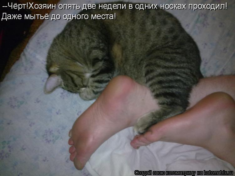 --Чёрт!Хозяин опять две недели в одних носках проходил! Даже мытьё до одного места!... Котоматрица: --Чёрт!Хозяин опять две недели в одних носках проходил! Даже мытьё до одного места!