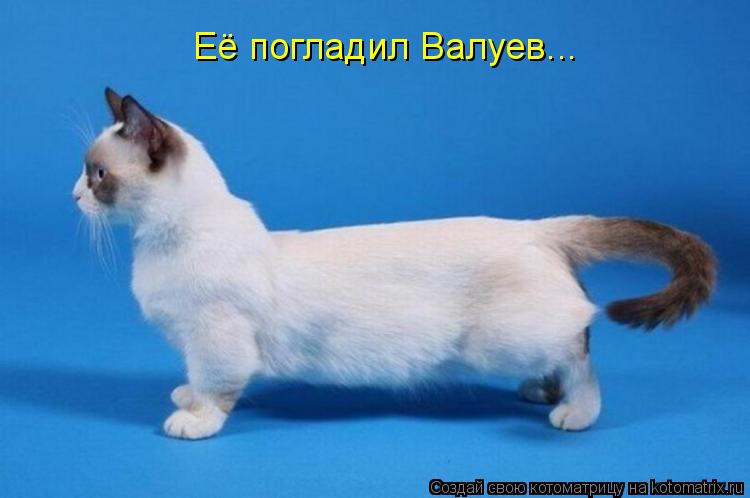 Её погладил Валуев...... Котоматрица: Её погладил Валуев...