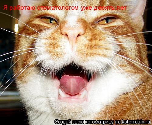 Я работаю стоматологом уже десять лет... Котоматрица: Я работаю стоматологом уже десять лет