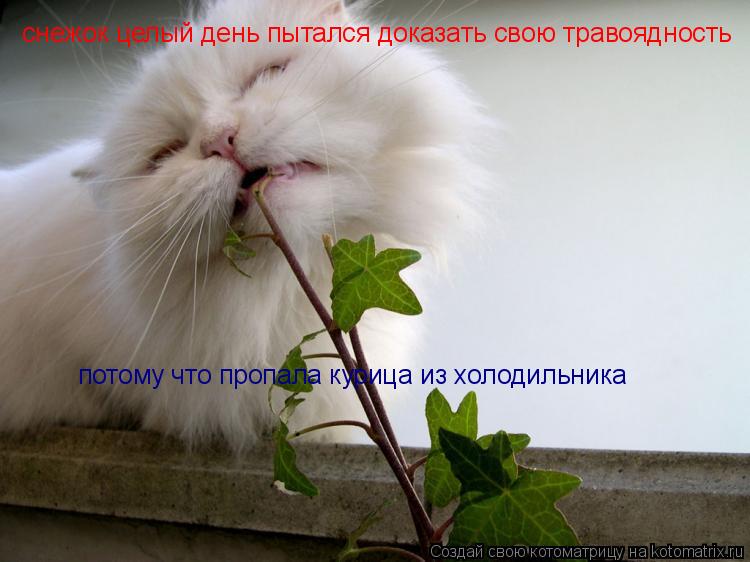 снежок целый день пытался доказать свою травоядность потому что пропала курица из холодильника... Котоматрица: снежок целый день пытался доказать свою травоядность потому что пропала курица из холодильника