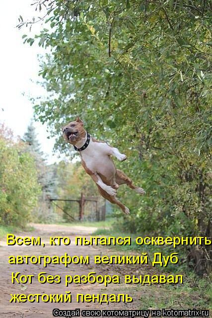 Всем, кто пытался осквернить автографом великий Дуб жестокий пендаль Кот без разбора выдавал... Котоматрица: Всем, кто пытался осквернить автографом великий Дуб жестокий пендаль Кот без разбора выдавал