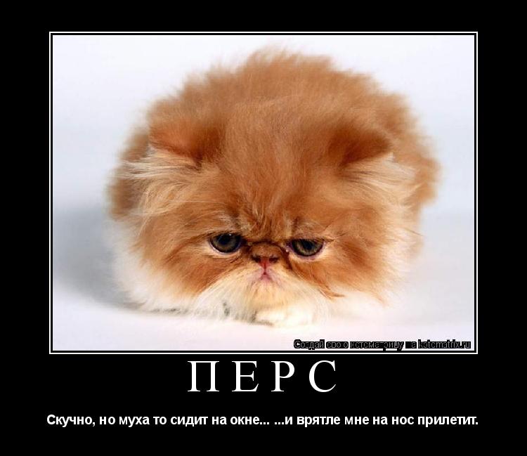 Перс Скучно, но муха то сидит на окне... ...и врятле мне на нос прилетит.... Котоматрица: Перс Скучно, но муха то сидит на окне... ...и врятле мне на нос прилетит.