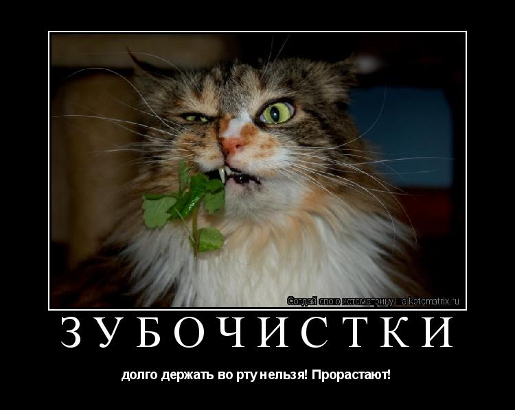ЗУБОЧИСТКИ долго держать во рту нельзя! Прорастают!... Котоматрица: ЗУБОЧИСТКИ долго держать во рту нельзя! Прорастают!
