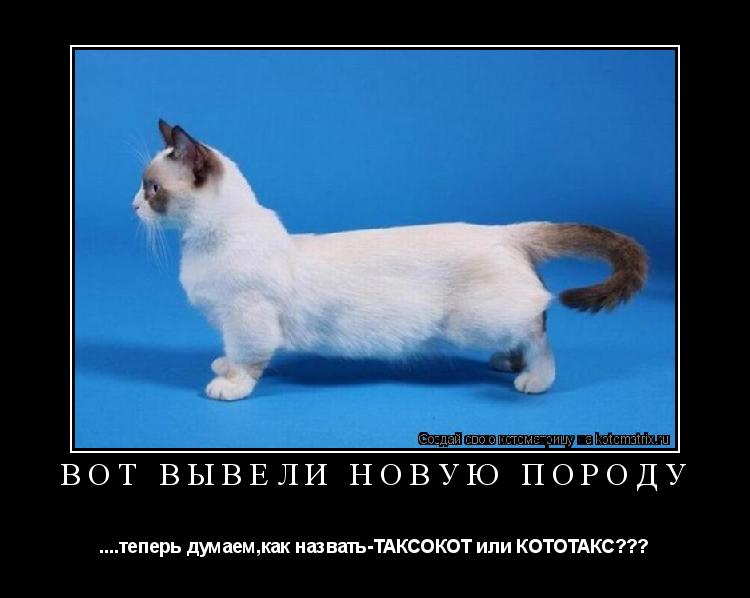 Вот вывели новую породу ....теперь думаем,как назвать-ТАКСОКОТ или КОТОТАКС???... Котоматрица: Вот вывели новую породу ....теперь думаем,как назвать-ТАКСОКОТ или КОТОТАКС???