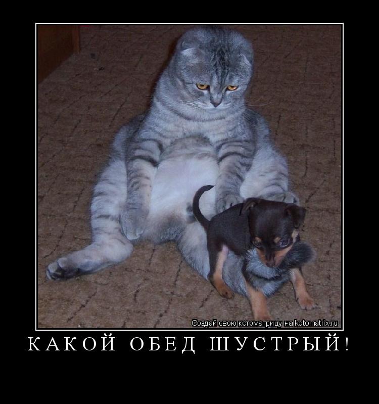 Какой обед шустрый! ... Котоматрица: Какой обед шустрый!