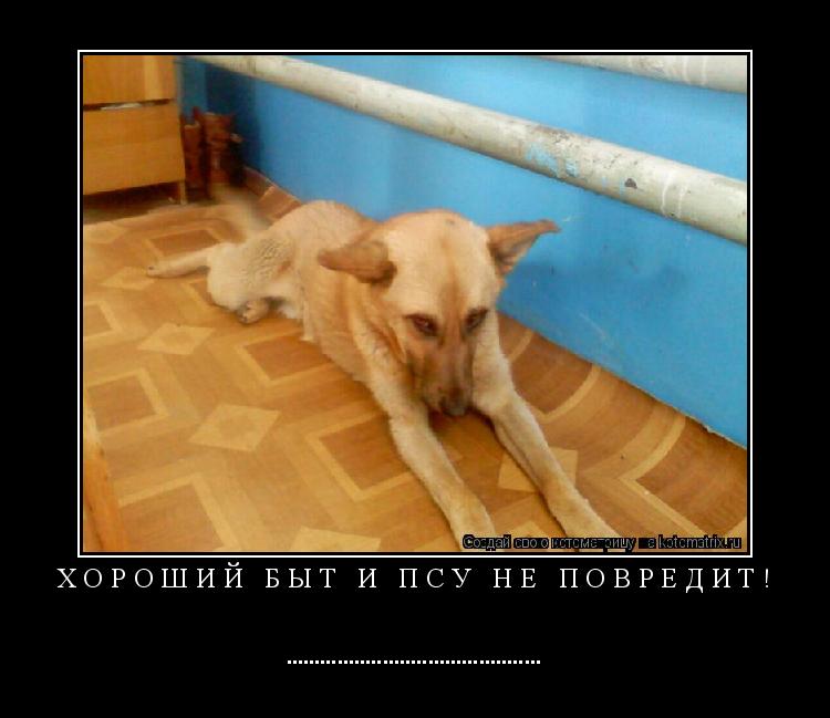 Хороший быт и псу не повредит! ................................................ Котоматрица: Хороший быт и псу не повредит! .............................................
