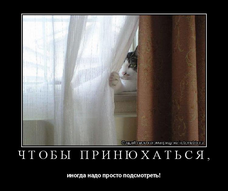 Котоматрица: чтобы принюхаться, иногда надо просто подсмотреть!