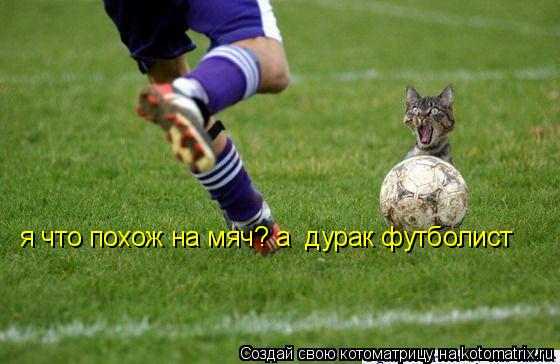 Котоматрица: я что похож на мяч? а  дурак футболист