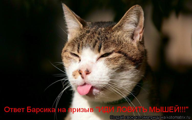 Котоматрица: Ответ Барсика на призыв "ИДИ ЛОВИТЬ МЫШЕЙ!!!"