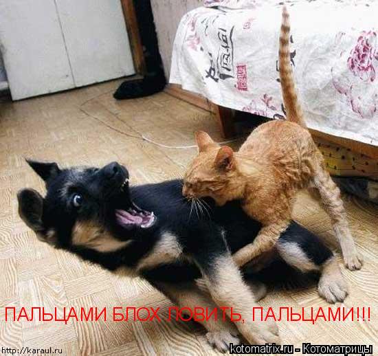 Котоматрица: ПАЛЬЦАМИ БЛОХ ЛОВИТЬ, ПАЛЬЦАМИ!!!