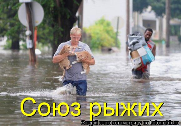 Котоматрица: Союз рыжих