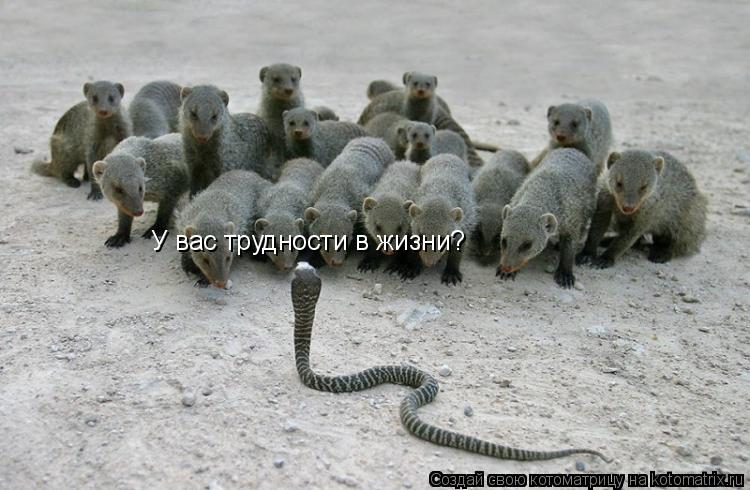 Котоматрица: У вас трудности в жизни?