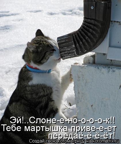 Котоматрица: Эй!..Слоне-е-но-о-о-о-к!! Тебе мартышка приве-е-ет передаё-ё-ё-ёт!