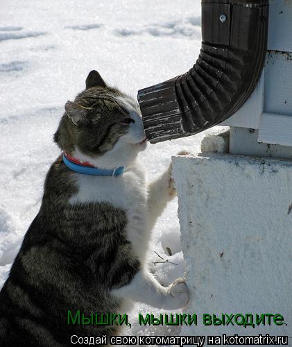 Котоматрица: Мышки, мышки выходите.