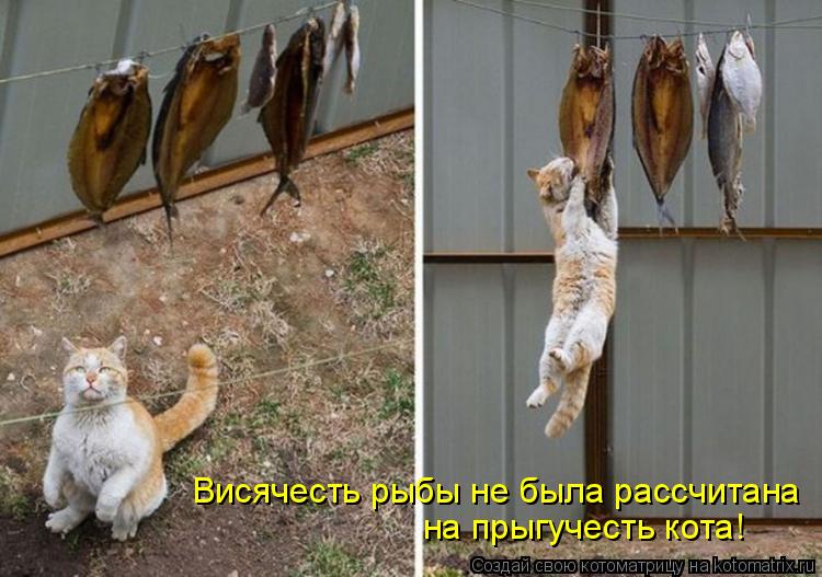 Котоматрица: Висячесть рыбы не была рассчитана на прыгучесть кота!