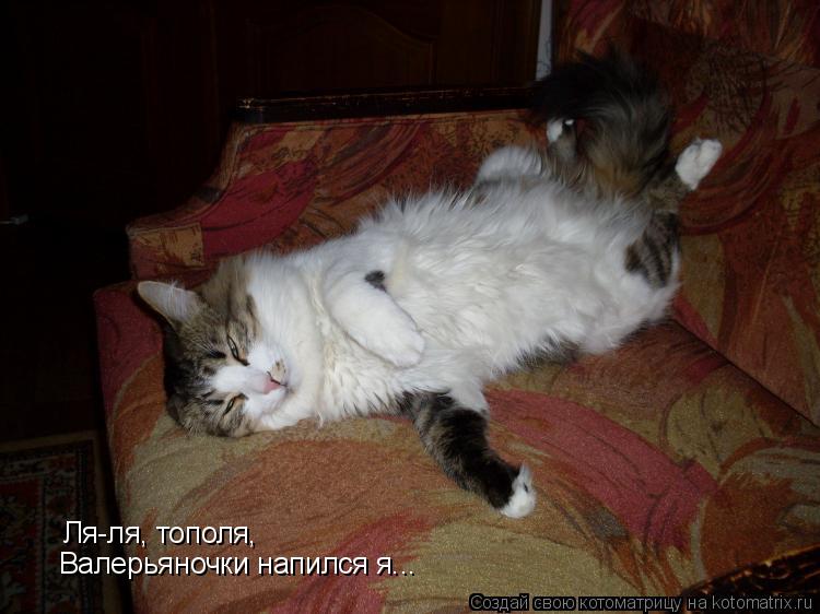 Котоматрица: Ля-ля, тополя, Валерьяночки напился я...