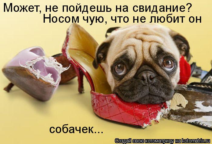 Котоматрица: Может, не пойдешь на свидание?  Носом чую, что не любит он собачек...