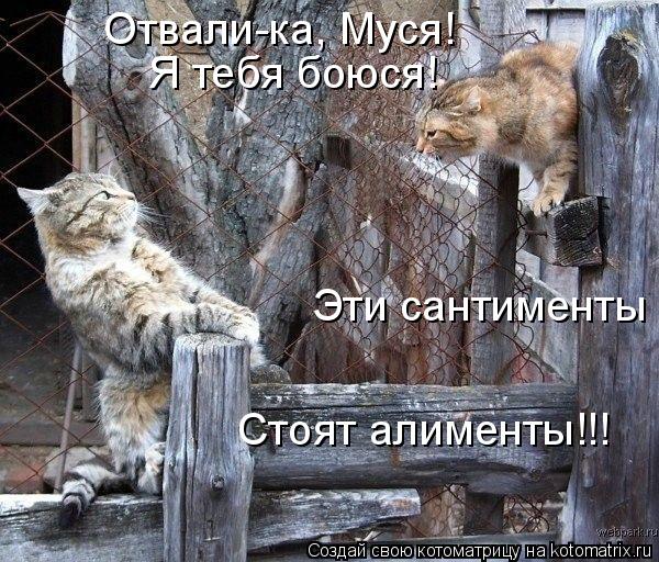 Котоматрица: Отвали-ка, Муся! Я тебя боюся! Эти сантименты Стоят алименты!!!