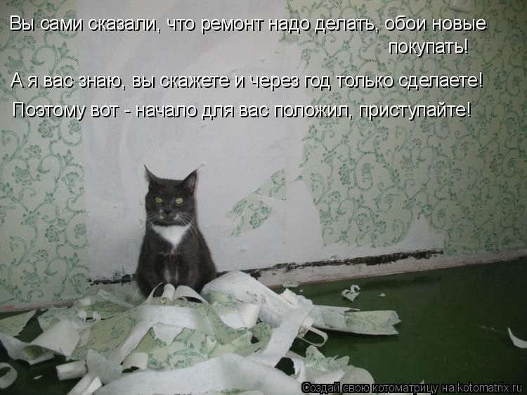 Котоматрица: Вы сами сказали, что ремонт надо делать, обои новые покупать! А я вас знаю, вы скажете и через год только сделаете! Поэтому вот - начало для ва
