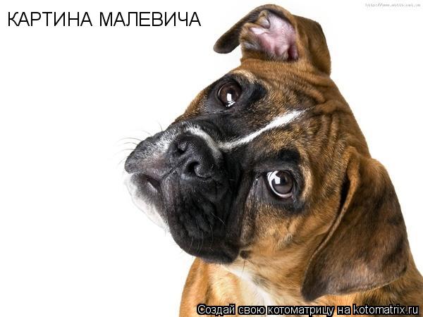Котоматрица: КАРТИНА МАЛЕВИЧА
