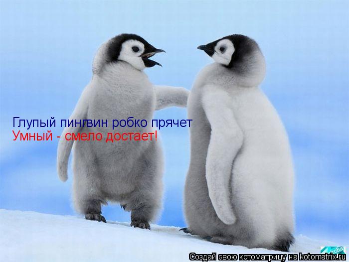 Глупый пингвин робко прячет Умный - смело достает!... Котоматрица: Глупый пингвин робко прячет Умный - смело достает!