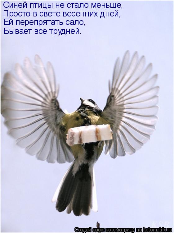 Синей птицы не стало меньше, Бывает все трудней. Ей перепрятать сало, Просто в свете весенних дней,... Котоматрица: Синей птицы не стало меньше, Бывает все трудней. Ей перепрятать сало, Просто в свете весенних дней,