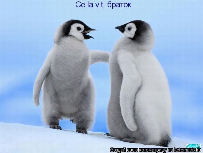 Котоматрица: Ce la vit, браток.