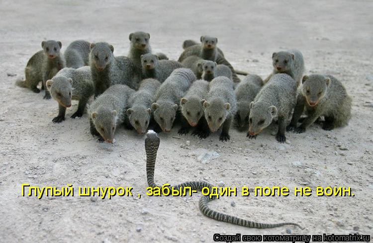 Глупый шнурок , забыл- один в поле не воин.... Котоматрица: Глупый шнурок , забыл- один в поле не воин.