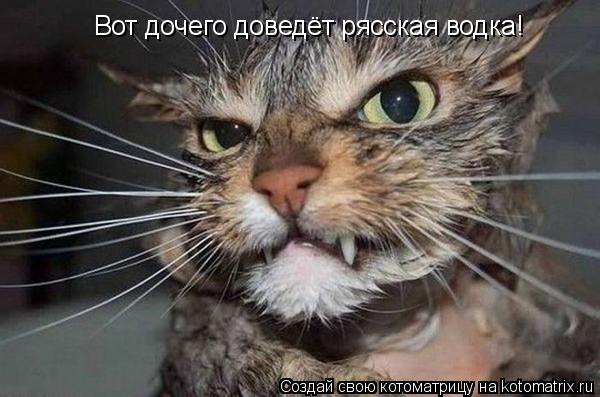 Вот дочего доведёт рясская водка!... Котоматрица: Вот дочего доведёт рясская водка!