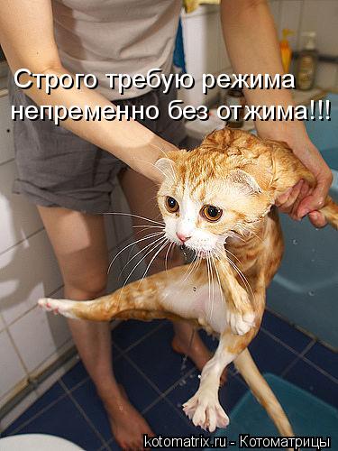 Строго требую режима непременно без отжима!!!... Котоматрица: Строго требую режима непременно без отжима!!!