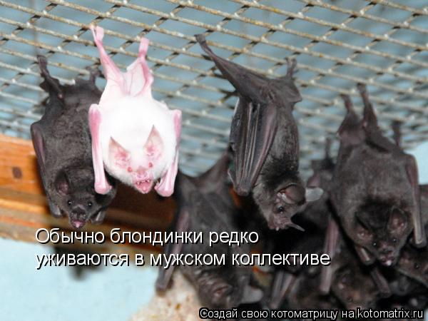 Обычно блондинки редко уживаются в мужском коллективе... Котоматрица: Обычно блондинки редко уживаются в мужском коллективе