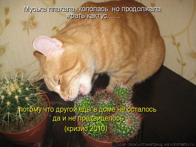 Муська плакала, кололась, но продолжала жрать кактус....... потому что другой еды в доме не осталось... Котоматрица: Муська плакала, кололась, но продолжала жрать кактус....... потому что другой еды в доме не осталось да и не предвиделось (кризис 2010)