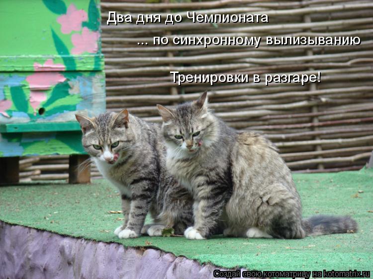 Два дня до Чемпионата ... по синхронному вылизыванию ... по синхронному вылизыванию Тренировки в разг... Котоматрица: Два дня до Чемпионата ... по синхронному вылизыванию ... по синхронному вылизыванию Тренировки в разгаре!