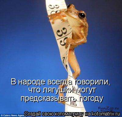 В народе всегда говорили, что лягушки могут предсказывать погоду... Котоматрица: В народе всегда говорили, что лягушки могут предсказывать погоду