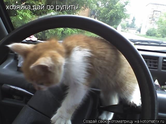хозяйка,дай по рулить!... Котоматрица: хозяйка,дай по рулить!