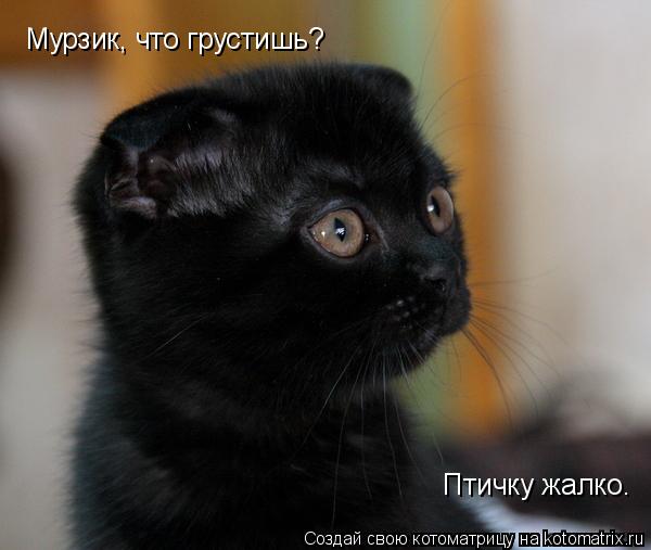 Птичку жалко. Мурзик, что грустишь?... Котоматрица: Птичку жалко. Мурзик, что грустишь?