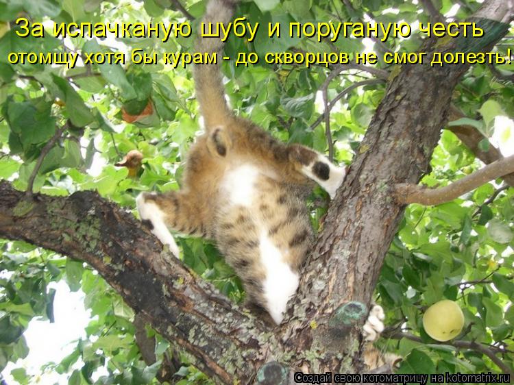 За испачканую шубу и поруганую честь отомщу хотя бы курам - до скворцов не смог долезть!... Котоматрица: За испачканую шубу и поруганую честь отомщу хотя бы курам - до скворцов не смог долезть!