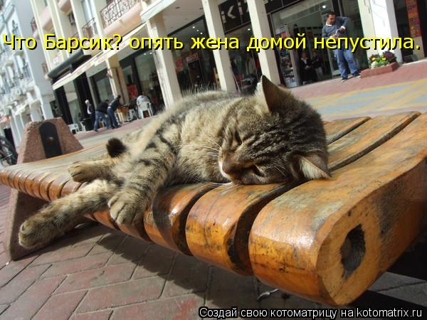 Что Барсик? опять жена домой непустила.... Котоматрица: Что Барсик? опять жена домой непустила.