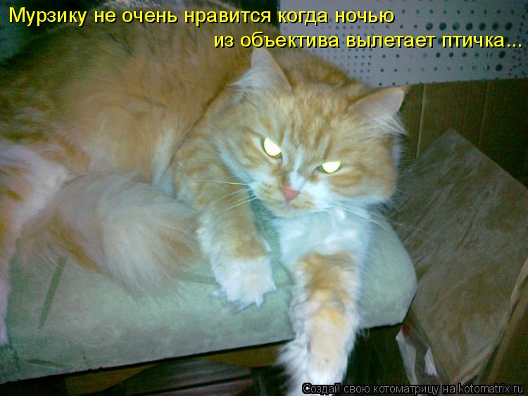 Мурзику не очень нравится когда ночью из объектива вылетает птичка...... Котоматрица: Мурзику не очень нравится когда ночью из объектива вылетает птичка...