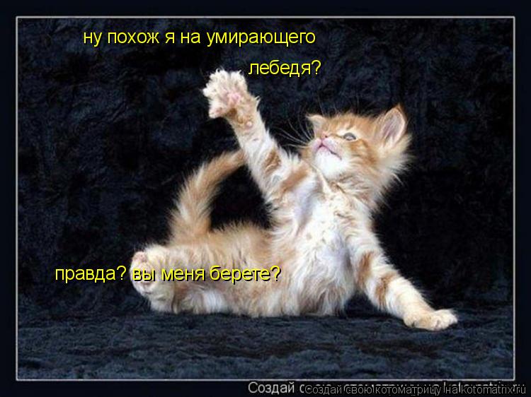 ну похож я на умирающего лебедя? правда? вы меня берете?... Котоматрица: ну похож я на умирающего лебедя? правда? вы меня берете?