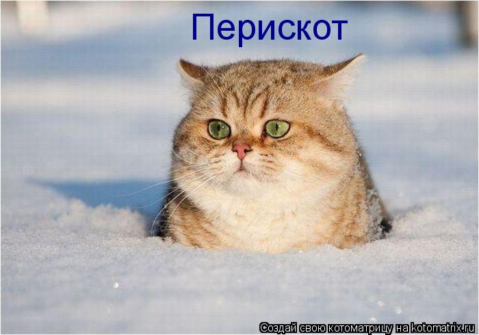 Котоматрица: Перискот