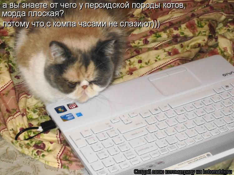 а вы знаете от чего у персидской породы котов, морда плоская? потому что,с компа часами не слазиют)))... Котоматрица: а вы знаете от чего у персидской породы котов, морда плоская? потому что,с компа часами не слазиют)))